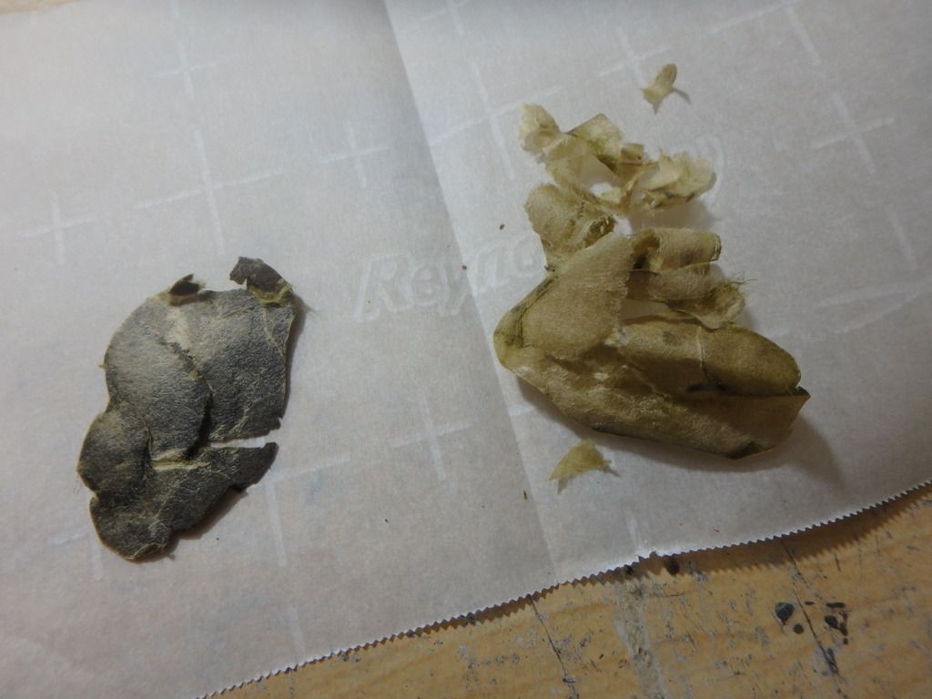 Coffee Filters with Hash r/rosin